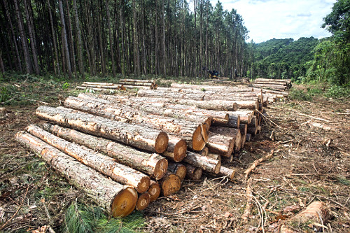 Plantação de Pinus elliottii para indústria de papel e celulose - também denominado Pinus ilhote , pinus e