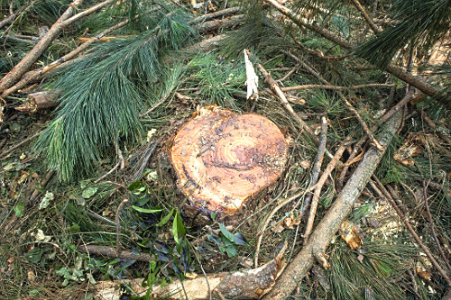 Detalhe de Pinus elliottii após colheita para indústria de papel e celulose - também denominado Pinus ilhot