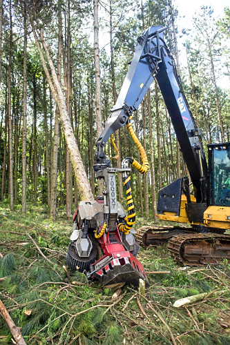 Colheita de Pinus elliottii para indústria de papel e celulose - também denominado Pinus ilhote , pinus e pi