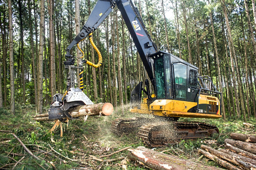Colheita de Pinus elliottii para indústria de papel e celulose - também denominado Pinus ilhote , pinus e pi