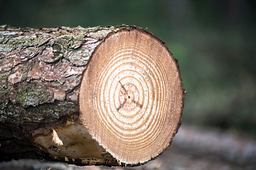 Detalhe de tora de Pinus elliottii para indústria de papel e celulose - também denominado Pinus ilhote , pin