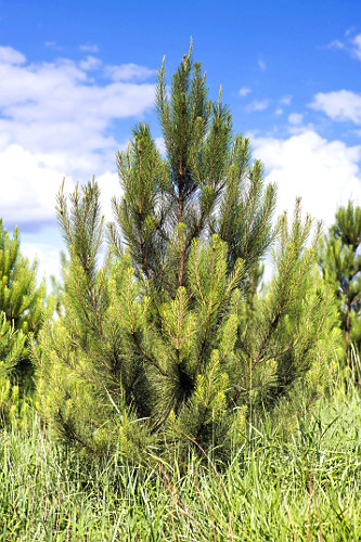 Detalhe da plantação de Pinus elliottii para indústria de papel e celulose - também denominado Pinus ilhot