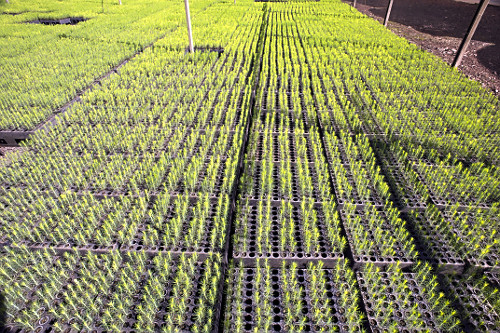 Mudas de Pinus elliottii para indústria de papel e celulose - também denominado Pinus ilhote , pinus e pinhe