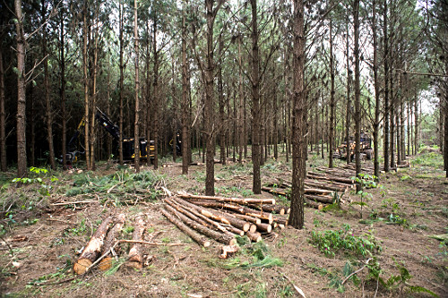 Plantação de Pinus elliottii para indústria de papel e celulose - também denominado Pinus ilhote , pinus e