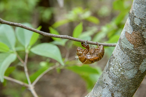 Exoesqueleto de cigarra abandonado após metamorfose - Floresta Nacional do Araripe - 