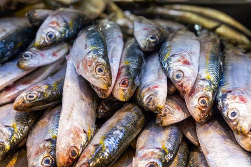 Sardinhas à venda no Mercado Municipal Paulistano Mercadão