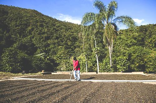Trabalhador rural espalhando grãos de café gourmet do tipo catuaí vermelho para secagem ao sol - agricultur