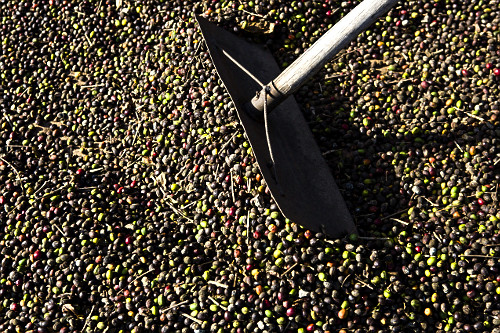 Detalhe de trabalhador rural espalhando grãos de café gourmet do tipo catuaí vermelho durante secagem ao so