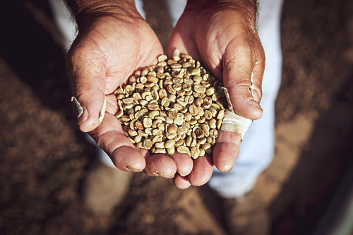 Grãos de café em mão de produtor de agricultura familiar - 