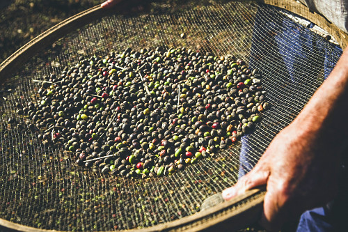 Detalhe de cafeicultor durante abanação de grãos de café gourmet do tipo catuaí vermelho - agricultura fa