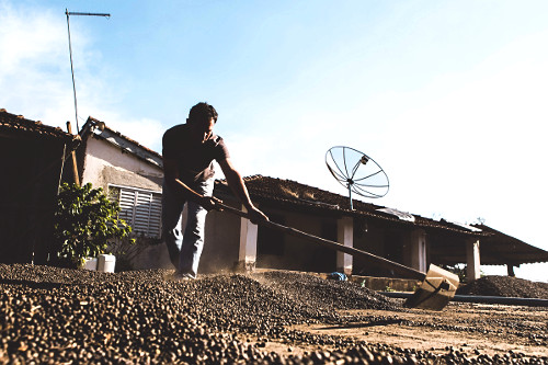 Trabalhador rural revirando grãos de café gourmet do tipo catuaí durante secagem ao sol - agricultura famil