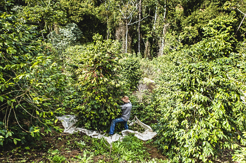 Vista de cima de produtor colhendo café gourmet do tipo catuaí vermelho agricultura familiar