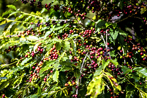 Frutos de café gourmet do tipo catuaí vermelho - agricultura familiar - 