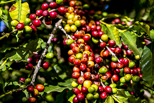Detalhe de frutos de café gourmet do tipo catuaí vermelho - agricultura familiar - 