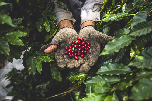 Detalhe de cafeicultor mostrando frutos recém colhidos de café gourmet do tipo catuaí vermelho - agricultur