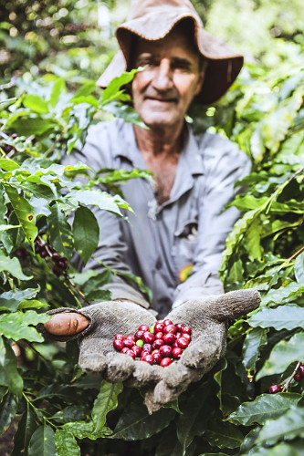 Cafeicultor mostra frutos recém colhidos de café gourmet do tipo catuaí vermelho - agricultura familiar - 