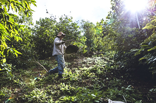 Cafeicultor durante abanação dos grãos de café gourmet do tipo catuaí vermelho recém colhidos - agricult