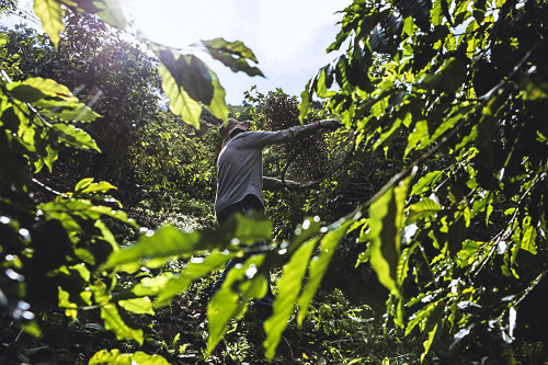 Cafeicultor durante abanação dos grãos de café gourmet do tipo catuaí vermelho recém colhidos - agricult