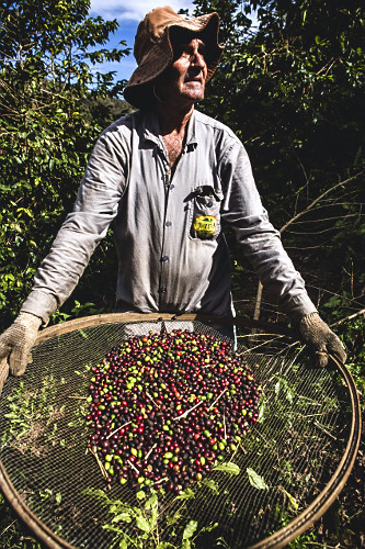 Cafeicultor durante abanação dos grãos de café gourmet do tipo catuaí vermelho recém colhidos - agricult