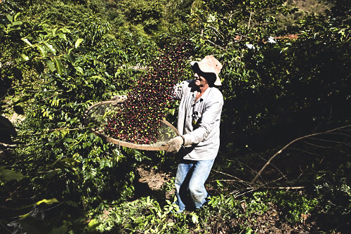 Cafeicultor durante abanação dos grãos de café gourmet do tipo catuaí vermelho recém colhidos - agricult