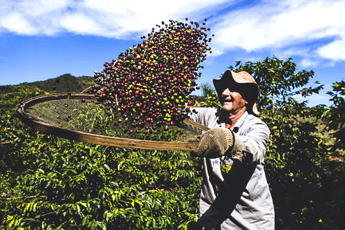 Cafeicultor durante abanação dos grãos de café gourmet do tipo catuaí vermelho recém colhidos - agricult