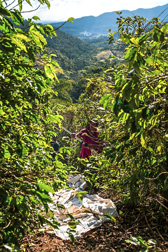 Trabalhador rural usando derriçador na colheita de café gourmet do tipo catuaí vermelho - agricultura famil