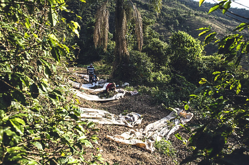 Vista de cima de cafeicultores na colheita de café gourmet do tipo catuaí vermelho - agricultura familiar - 