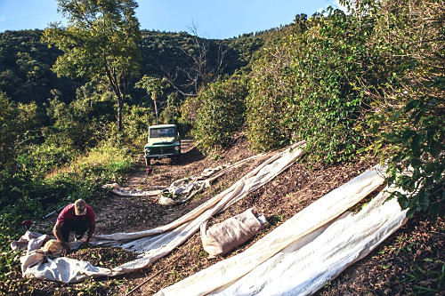 Trabalhador rural na colheita de café gourmet do tipo catuaí vermelho - agricultura familiar - 