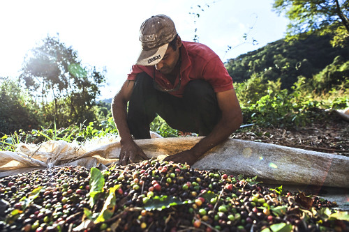 Trabalhador rural durante colheita de café gourmet do tipo catuaí vermelho - agricultura familiar - 