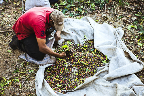 Vista de cima de trabalhador rural durante colheita de café gourmet do tipo catuaí vermelho - agricultura fa