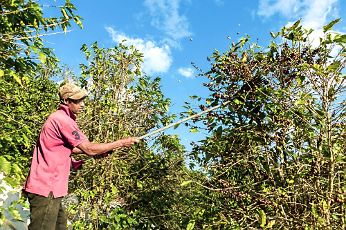 Trabalhador rural usando derriçador na colheita de café gourmet do tipo catuaí vermelho - agricultura famil