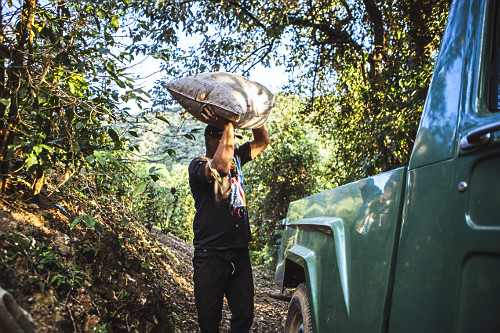 Trabalhador rural carregando carroceria de veículo com saca de grãos de café gourmet do tipo catuaí vermel