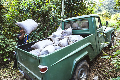 Trabalhador rural carregando carroceria de veículo com sacas de grãos de café gourmet do tipo catuaí verme