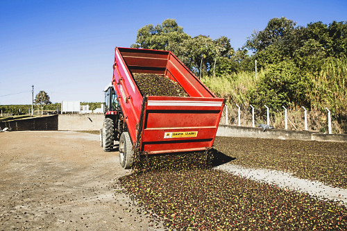 Descarregamento de frutos de café do tipo catuaí para secagem ao sol em terreiro de propriedade rural -