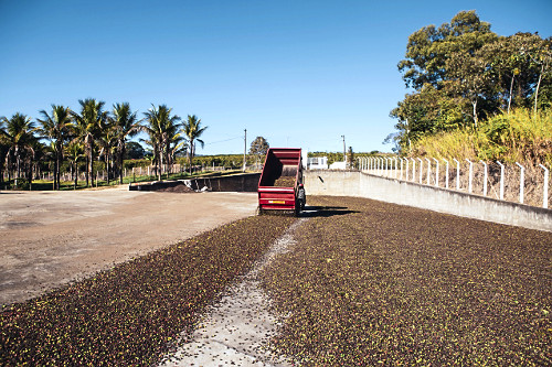 Descarregamento de frutos de café do tipo catuaí para secagem ao sol em terreiro de propriedade rural -