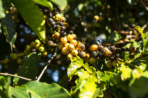 Detalhe de cafeeiro com frutos de café do tipo catuaí amarelo - 