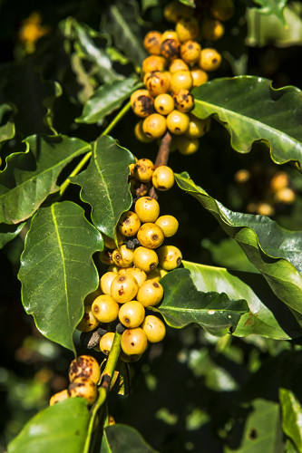 Detalhe de cafeeiro com frutos de café do tipo catuaí amarelo - 