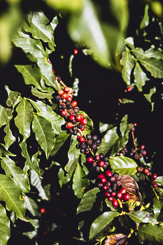 Detalhe de cafeeiro com frutos de café do tipo catuaí vermelho - 