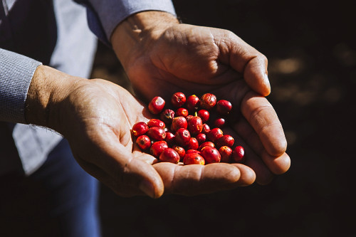 Detalhe de cafeicultor com frutos de café do tipo catuaí vermelho - 