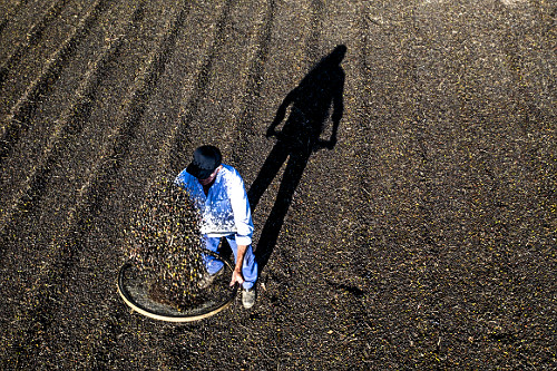 Vista de drone de cafeicultor abanando grãos de café gourmet do tipo catuaí vermelho - agricultura familiar