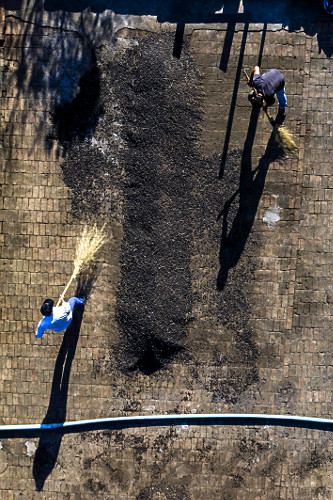 Vista de drone de trabalhadores juntando grãos de café gourmet do tipo catuaí vermelho já secos - agricult