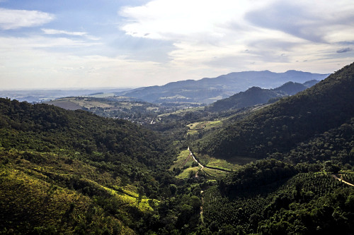 Vista de drone de plantação de café gourmet do tipo catuaí vermelho em propriedade rural situada na Serra 