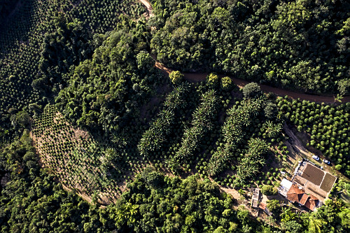 Vista de drone de plantação de café gourmet do tipo catuaí vermelho em propriedade rural - agricultura fam