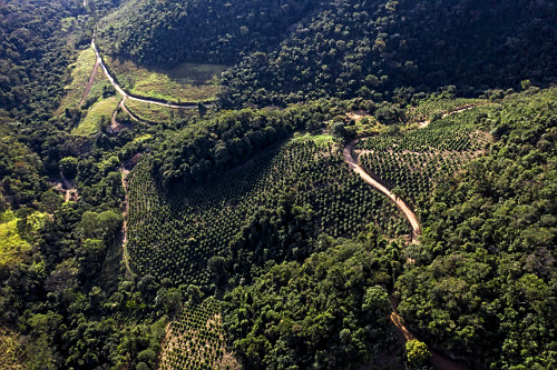 Vista de drone de plantação de café gourmet do tipo catuaí vermelho em propriedade rural situada na Serra 