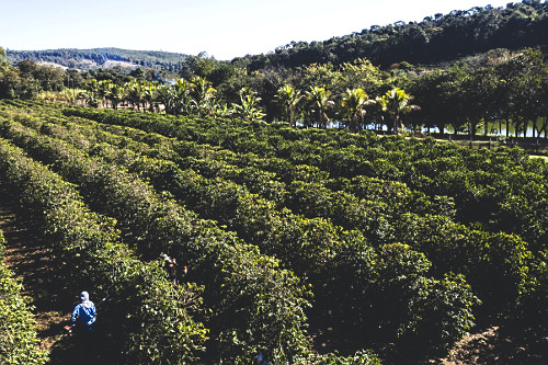 Vista de drone de plantação de café do tipo catuaí vermelho e amarelo - 