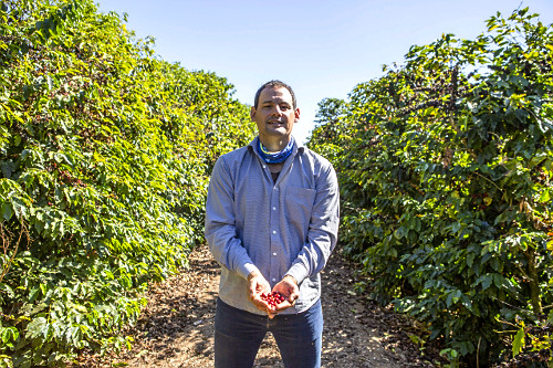 Cafeicultor mostra frutos de café do tipo catuaí vermelho - 