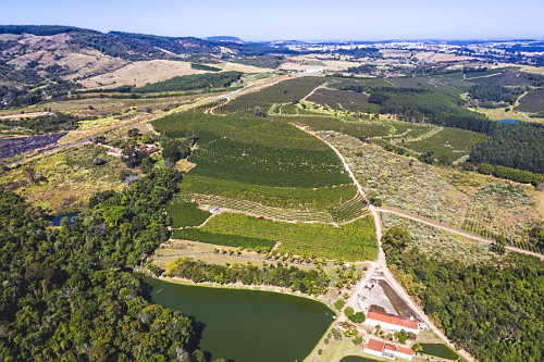 Vista de drone de propriedade rural com plantação de café do tipo catuaí vermelho e amarelo - 