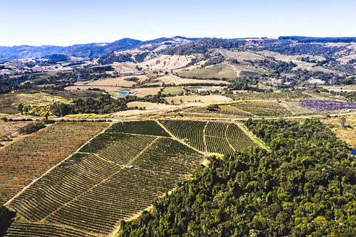 Vista de drone de propriedade rural com plantação de café do tipo catuaí vermelho e amarelo - 
