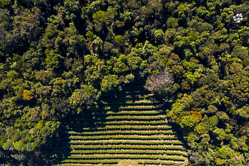 Vista de drone de plantação de café do tipo catuaí e mata nativa preservada -