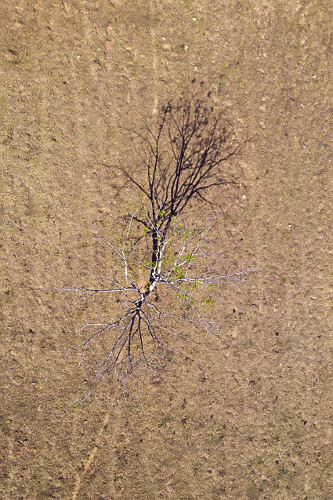 Vista de drone de área desértica com árvore seca em região agrícola -
